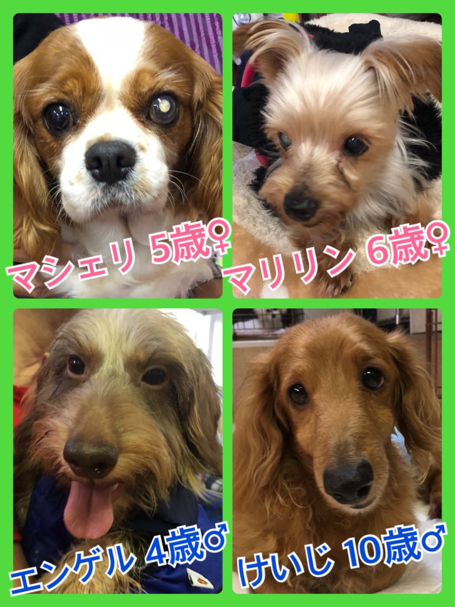 🐾今日はワンワンワンの日🐶里親様募集中ワンコ🐶メンバーです🐾2018,11,1